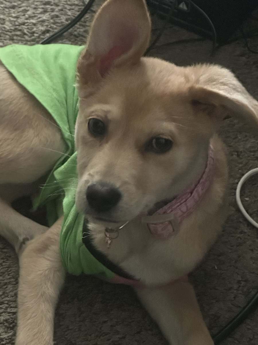 Puppy image 1