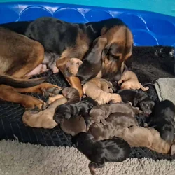 AKC/CKC Bloodhound Puppies