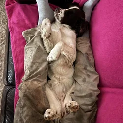 Annie the English Springer Spaniel