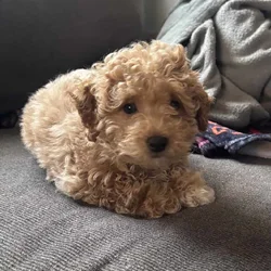 Mini poodle