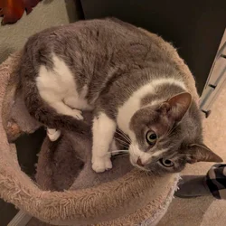 Sweet Liz needs a loving home