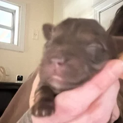 Ckc registered mini Yorkies