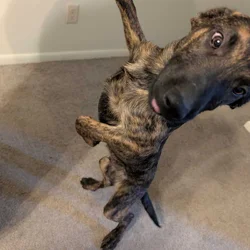 Belgian Malinois xLabrador puppies