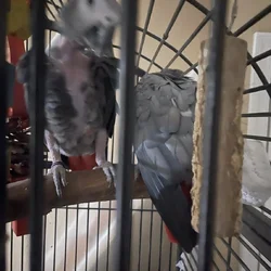 African Gray for sale - Male and Female
