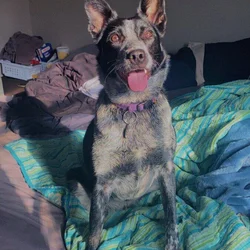 Border Collie - Blue Heeler Female Needs Home