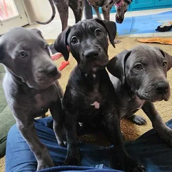 3 male DaneBull puppies need homes