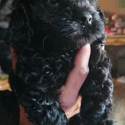 CavaPooShons