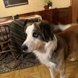 Loving Home Needed for Sweet Family Dog
