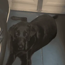 Free adoption of a Labrador Retriever.