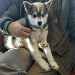 Alaskin Klee Kai for sale