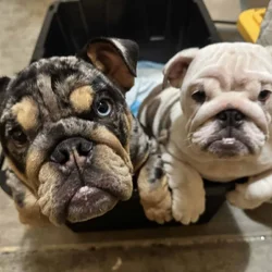 English Bulldogs for sale