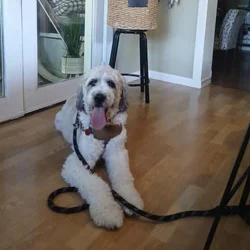 3 year old bernedoodle