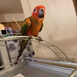 Red head conure