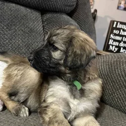 German Shepherd- Standard Poodle mix puppies