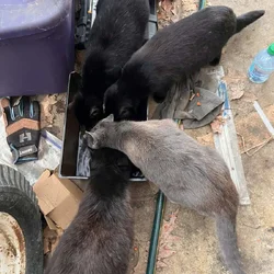 Four Sweet Outdoor Kittens Looking for a Safe Home