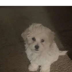 Chance