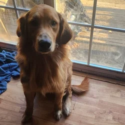 Adult male dog