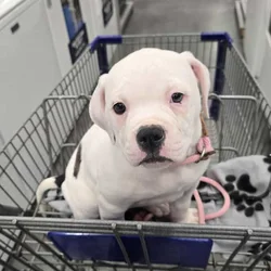 American Bulldogs