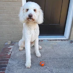 Sweet Family Doodle Looking for a New Home!
