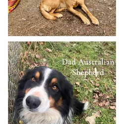 Puppies for sale