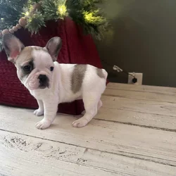 Pied frenchie