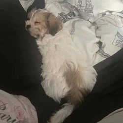 Louie