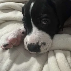 Male Great Dane puppy 7 weeks