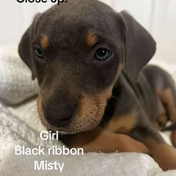🔥 Rare Exotic Dober Bullies – Stunning Tri-Color