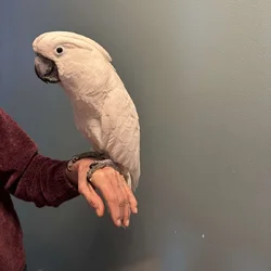 15 year old male umbrella cockatoo