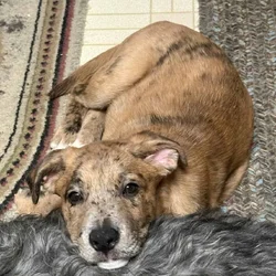Puppies for sale
