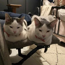 RE-HOME TWO BEAUTIFUL CATS