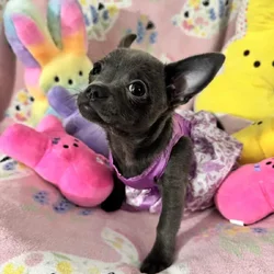 Applehead Chihuahuas purebred