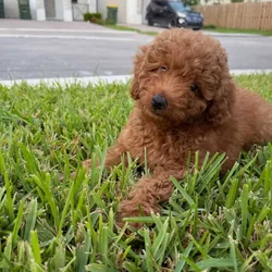 Mini Goldendoodle