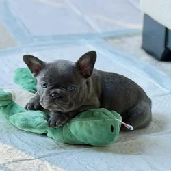 Merle & Lilac Pups
