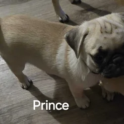 Mr. Prince