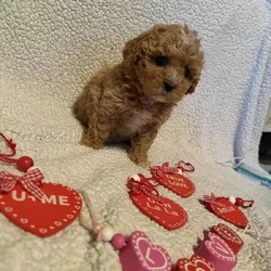 Bichonpoodle