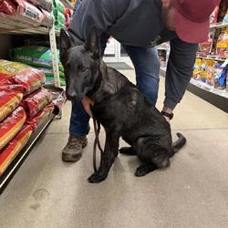 Dutch shepherd puppy
