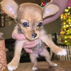 Mixed puppies for sale