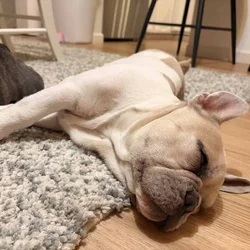 Frenchies