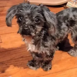 MEET HALO