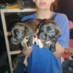 Puppies