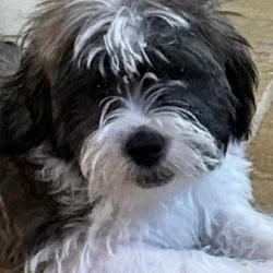 Beautiful Female Maltese x Shih Tzu