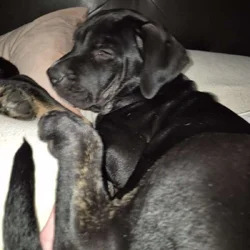 Puppies looking for love