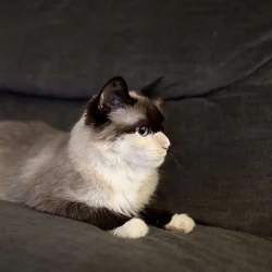 Siamese cat For Sale (Aqua)