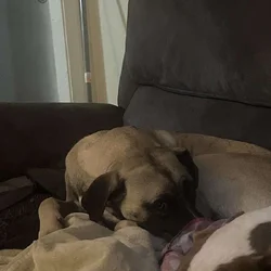 Black mouth cur mix