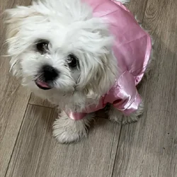 Maltese + Shih Tzu- 5 month old puppy