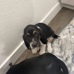 Bassett Hound Puppies