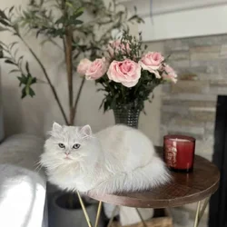 Rehoming Kitty