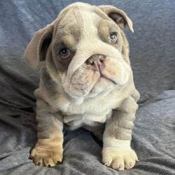 English Bulldog puppies