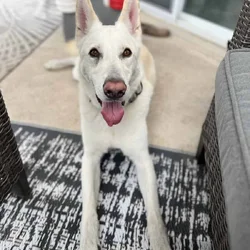 Loving German Shepherd Looking for His Next Family